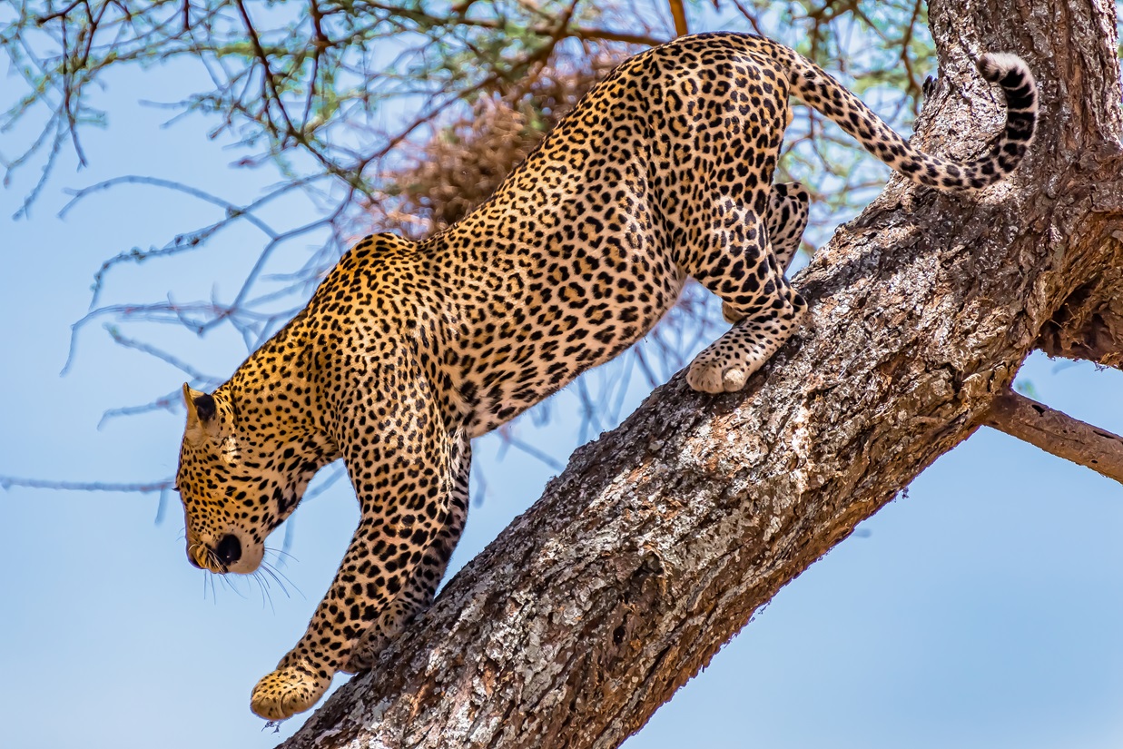 An African leopard climbing coming down the tree during daytime