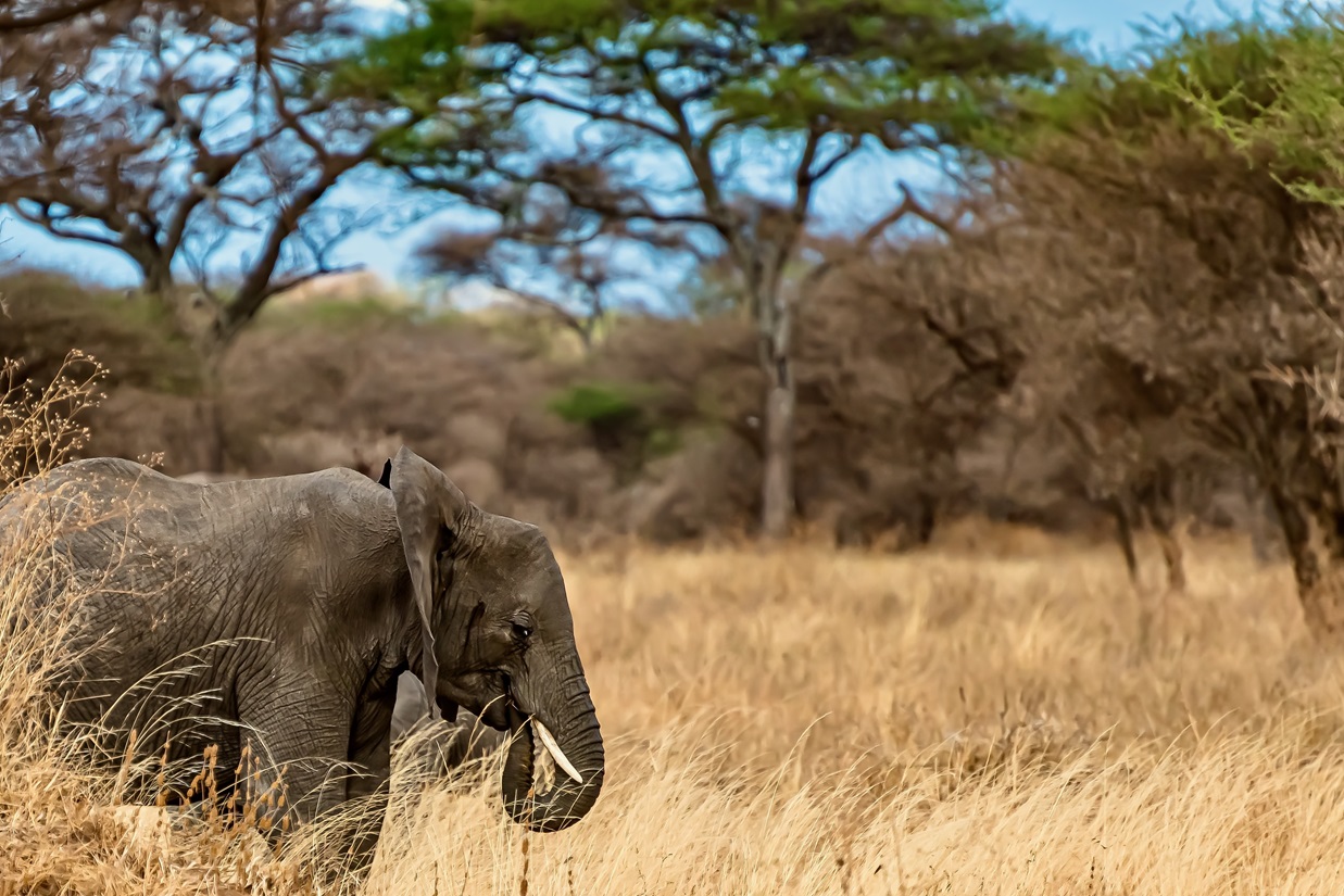 A closeup shot of a cute elephant walking on the dry grass in the wilderness