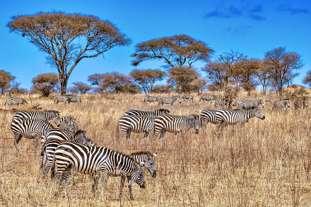 A field covered in the grass surrounded by zebras under the sunlight and a blue sky at daytime